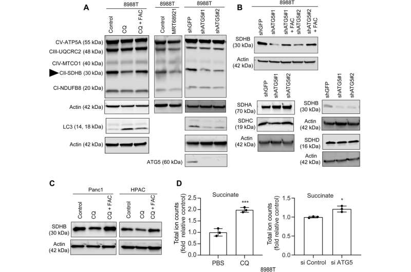 Inhibiting the biological crosstalk of autophagy and mitochondrial function underlying pancreatic ductal adenocarcinoma