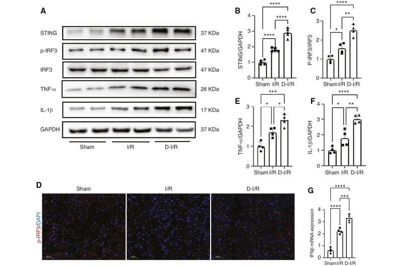 Inhibition of stimulator of interferon genes protects against myocardial ischemia-reperfusion injury in diabetic mice