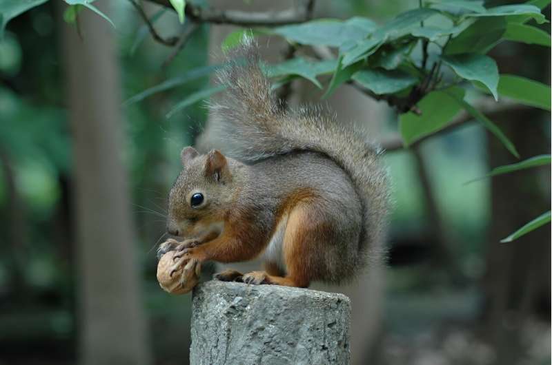 Inokashira Park Zoo in Tokyo is investigating the death of 31 squirrels after keepers injected the animals with anti-parasitic medicine and sprayed insecticide over their nest boxes as part of a sanitary precaution