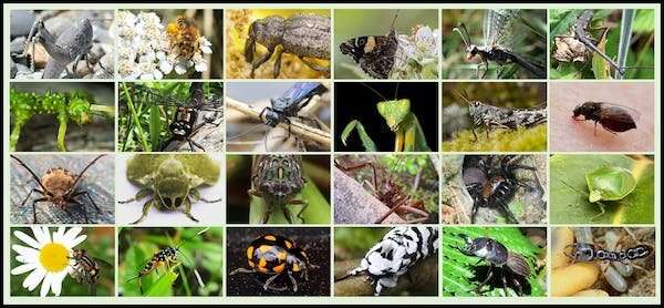 Insects and spiders make up more than half NZ's animal biodiversity—time to celebrate these spineless creatures