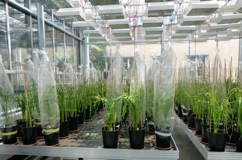 Insights for plant breeding: Arming wheat plants against climate stress with microorganisms