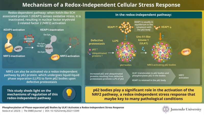 Insights into redox-independent cellular stress response