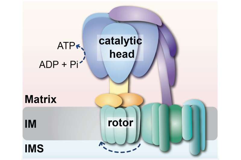 Insights into the formation of ATP synthase: A new important function of the folding helper Hsp70 