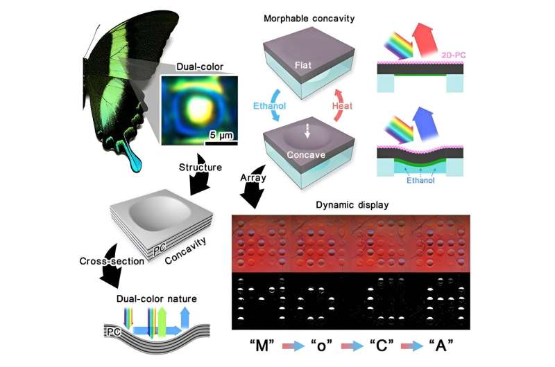 Inspired by butterfly wings, researchers develop a soft-colour-changing system for optical devices