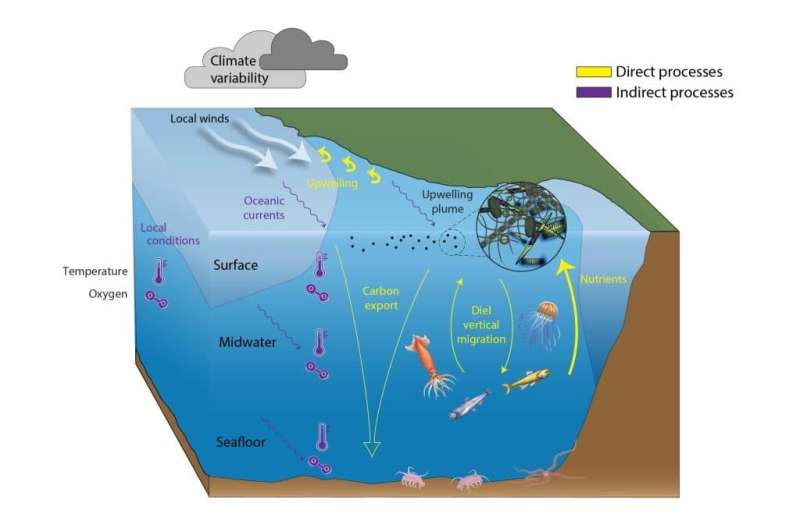 Integrating unique long-term datasets reveals how upwelling affects marine life from the surface to deep seafloor