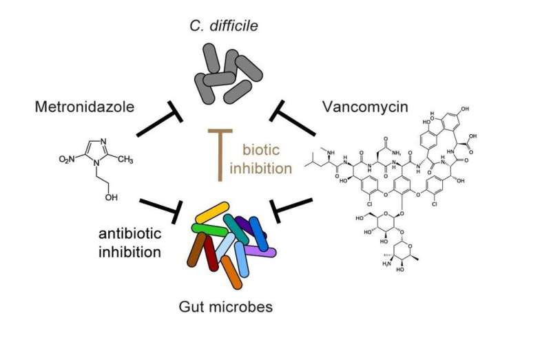 Interactions between gut bacteria may limit antibiotics' efficacy against C. difficile