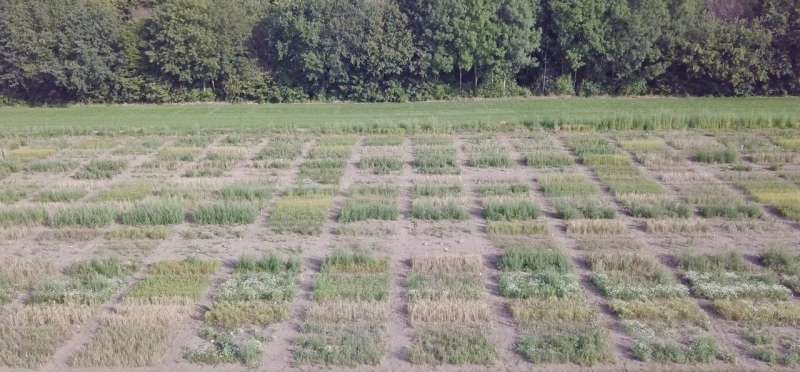 Intercropping allows for insect conservation without yield loss