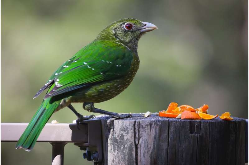 Interest in bird feeding surged in over 100 countries worldwide during the COVID-19 lockdowns