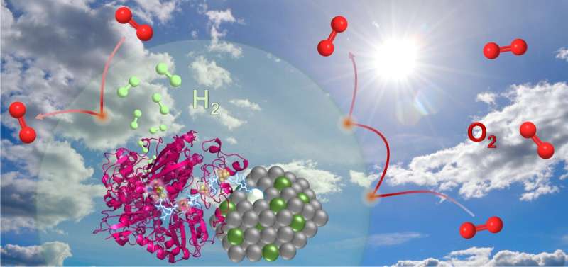 International team uses natural catalysts to develop low-cost way of producing green hydrogen 