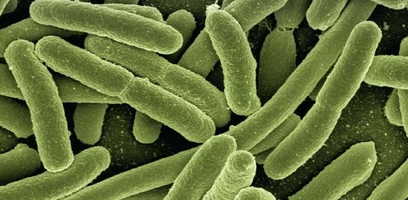 Internet of microbiota: could synthetic probiotics help prevent our natural bacteria from going astray?
