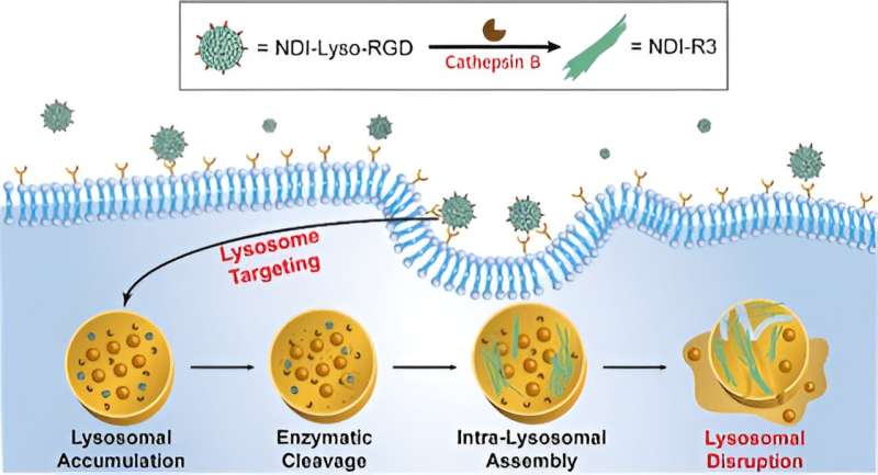 Intra-lysosomal peptide assembly for the high selectivity Index against cancer