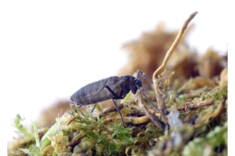Invading insects transforming Antarctic soils