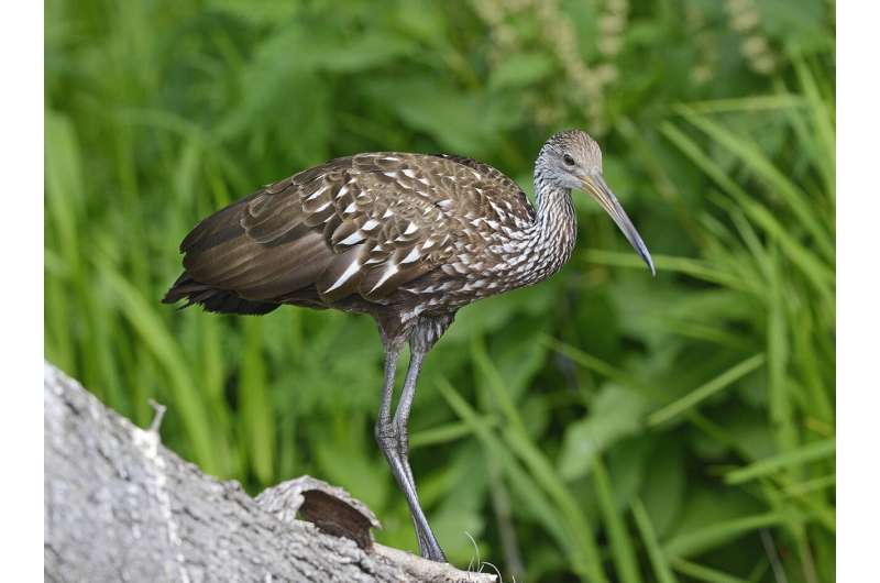 ‘Invasion’ of tropical birds known as limpkins reported in Illinois; invasive snails may be attractive food source