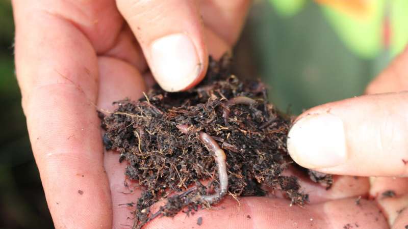 Invasive earthworms are changing the soil in Canada's boreal forests