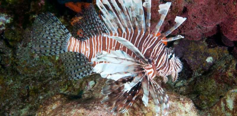 Invasive lionfish have spread south from the Caribbean to Brazil, threatening ecosystems and livelihoods