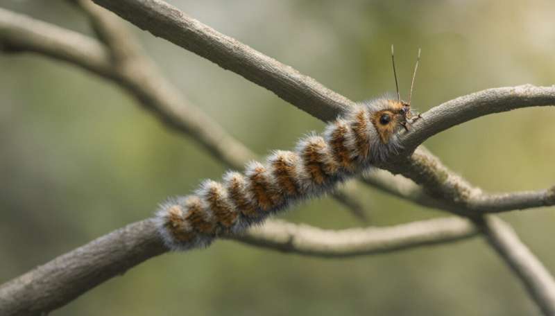 Invasive oak processionary moth caterpillars cause concern for England's trees