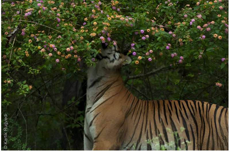 Invasive plant species threaten 66% of India's natural areas