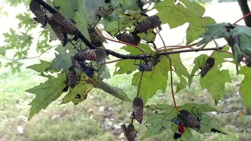 Invasive spotted lanternfly may not damage hardwood trees as previously thought