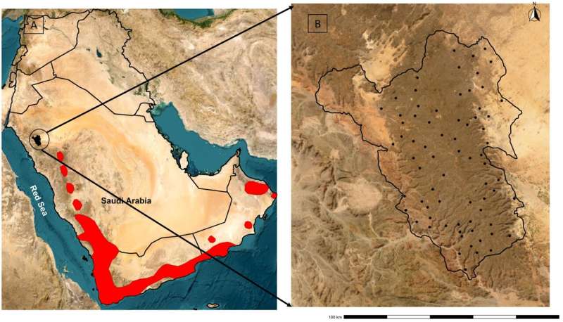 Investigating a recently discovered Arabian Partridge population in Saudi Arabia’s Harrat Uwayrid Biosphere Reserve
