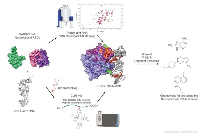 Изучение лекарственной способности взаимодействий РНК нуклеокапсидного белка SARS-CoV-2