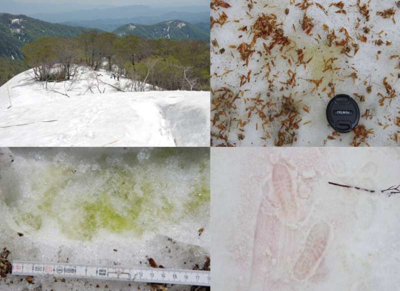 Investigating the growth of snow algal blooms on Mount Gassan, Japan