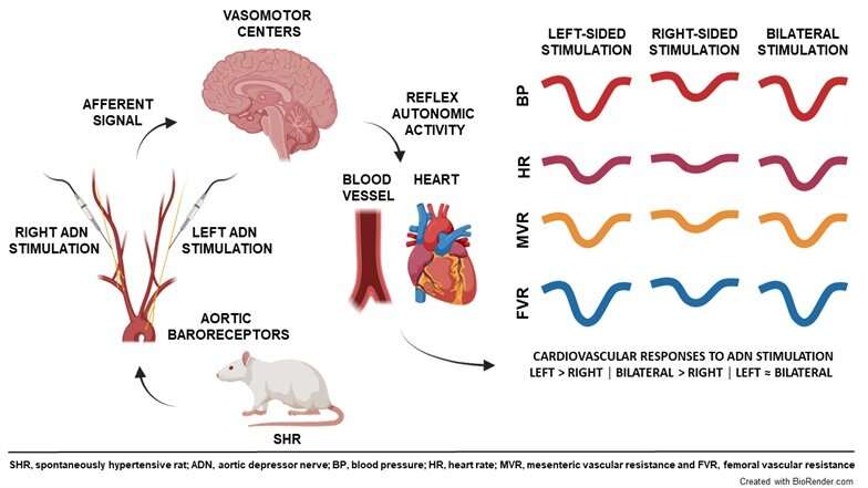 Investigating the laterality of blood pressure regulation during cardiovascular disease progression