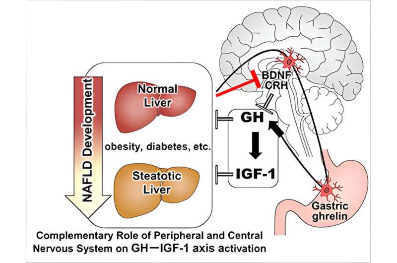 Involvement of Brain Peptide Dynamics in the Pathology of Fatty Liver Disease | News