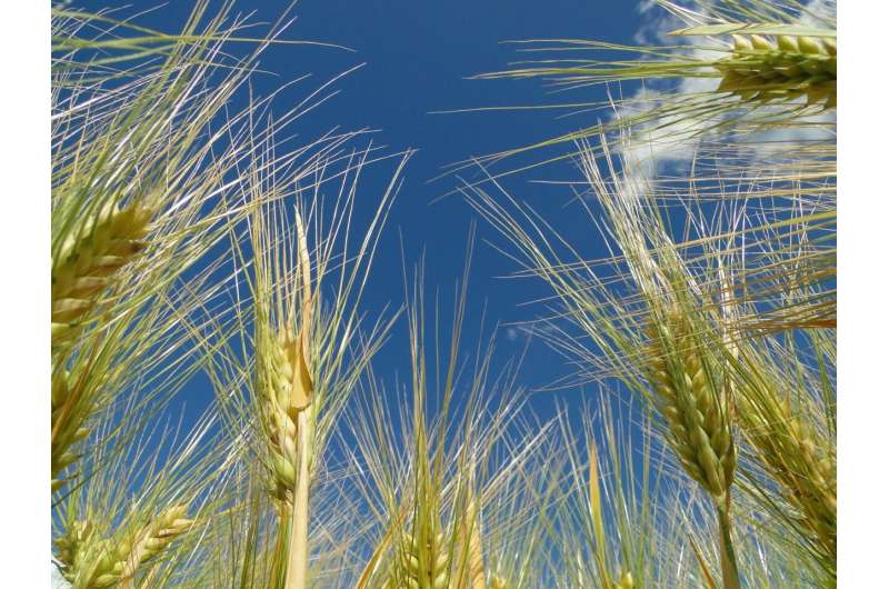 IPK researchers provide insights into grain number determination mechanism of barley