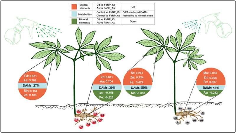 Iron oxide nanoparticles are useful for medicinal plant sustainability under toxic metal