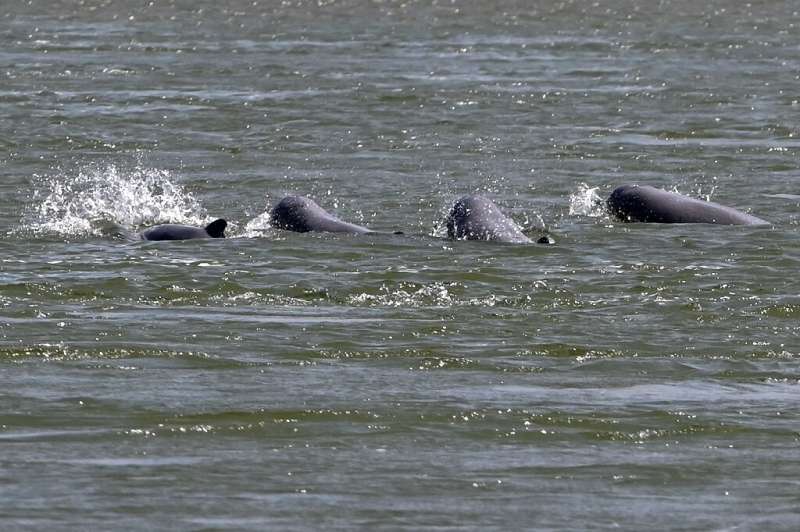 Irrawaddy dolphins once swam through much of the mighty Mekong, all the way to the delta in Vietnam