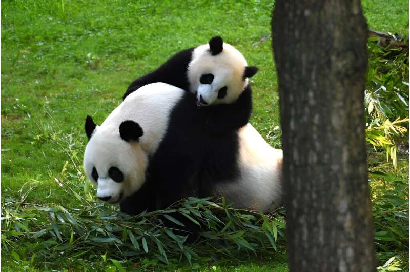 Is panda diplomacy over?