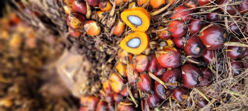 Is there more to palm oil than deforestation?