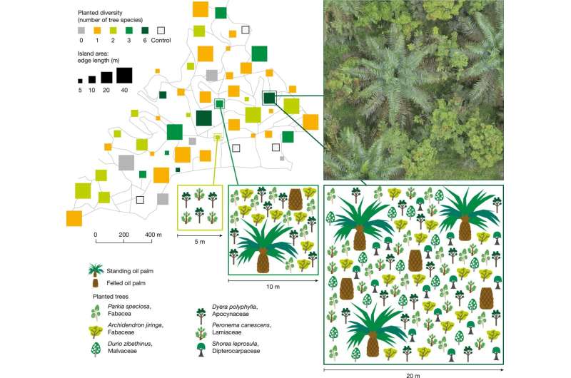 Islands of trees in oil palm plantations found to increase biodiversity without decreasing yields