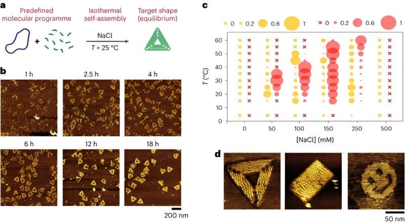 Isothermal self-assembly of multicomponent and evolutive DNA nanostructures
