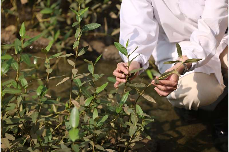 Israa al-Maskari, a student in environmental science, inspects mangroves in a nursery at Oman's Al-Qurm nature reserve