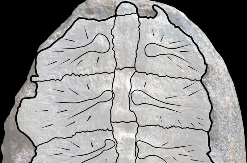 It turns out, this fossil plant is really a fossil baby turtle