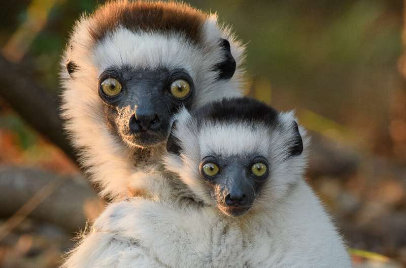 It would take 23 million years for evolution to replace Madagascar's endangered mammals