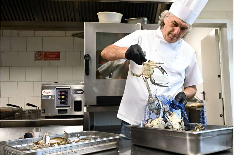 Los cocineros italianos buscan explorar cómo utilizar el cangrejo azul, un recurso nuevo y sabroso en sus cocinas