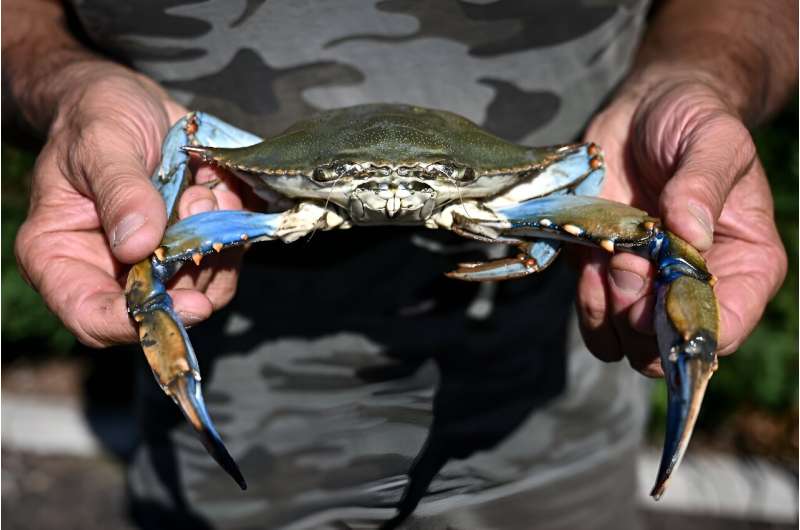 Italy's government is providing economic incentives to those catching and disposing of the blue crabs invading the northeastern 