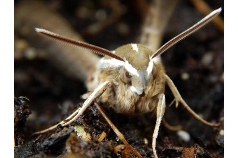 It's a bird! No, it's a ... moth? Heavy rainfall spurs unique insect sightings in Bay Area