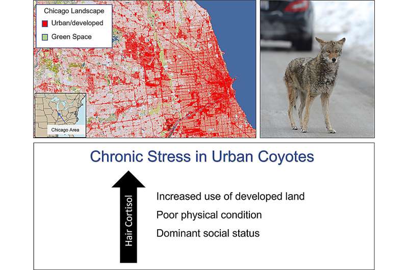 It's not just humans: City life is stressful for coyotes, too