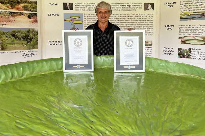It's official: World's largest giant waterlily recognised by Guinness World Records