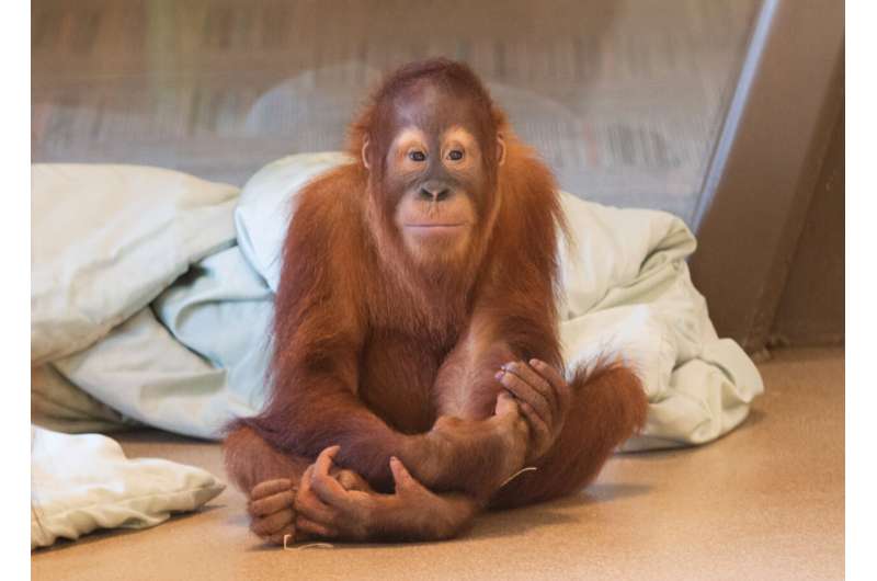 IU researchers diagnose Indianapolis Zoo orangutan with rare genetic disease