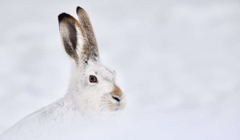 Jackrabbits with higher variability in color genes may be better prepared for snow loss due to climate change