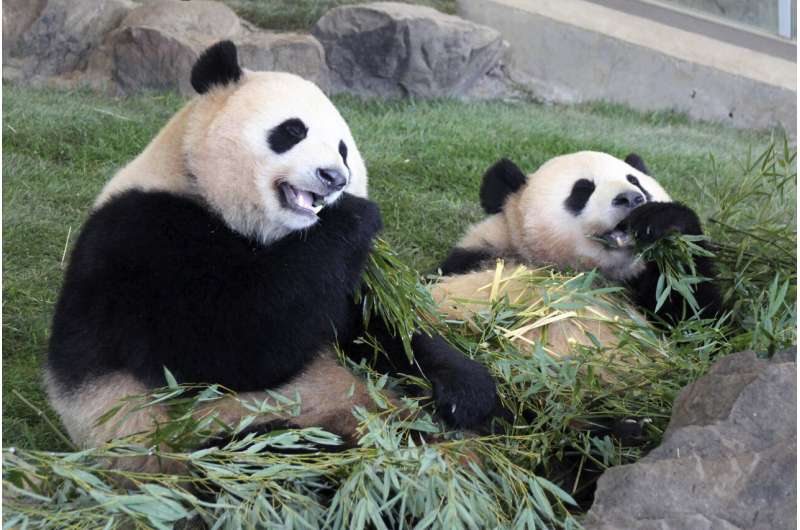 Japan bids teary farewell to pandas sent to reserve in China