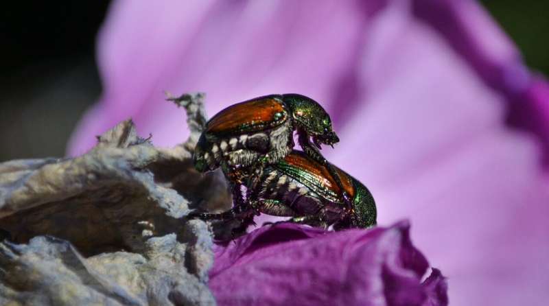 Japanese beetles can spread throughout Washington state within 20 years