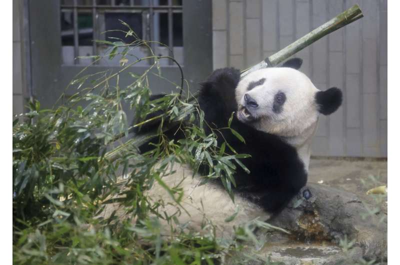 Japanese bid farewell to beloved panda returning to China