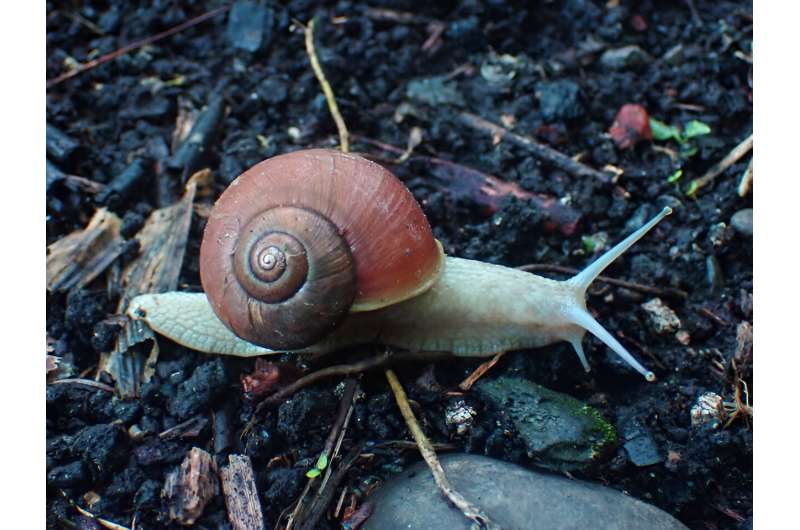 Japanese snail adaptation and speciation in anti-predation escape behavior - Phys.org