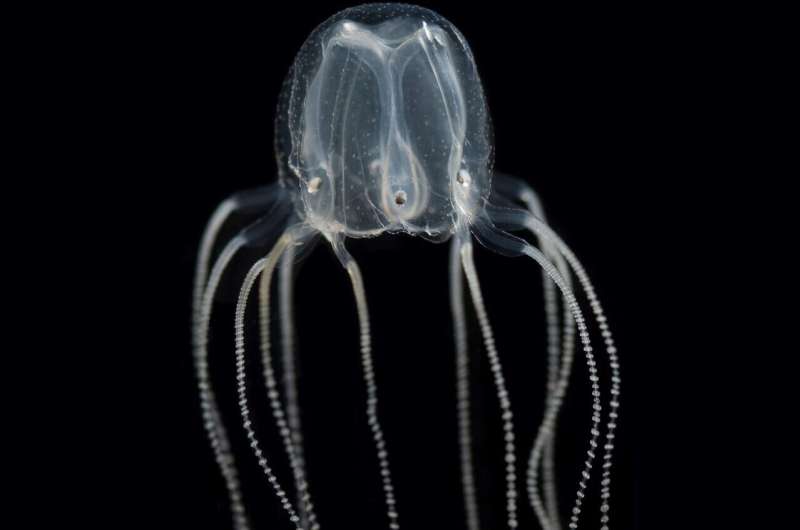 Jellyfish are smarter than you think