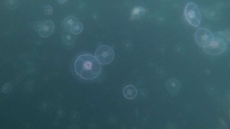 Jellyfish size might influence their nutritional value, UBC study finds